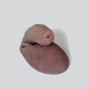 soft packer - Image 10